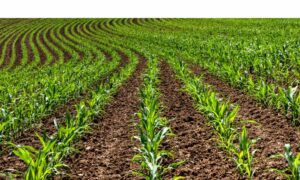 healthy cornfield sprayed with pesticide from industrial hose
